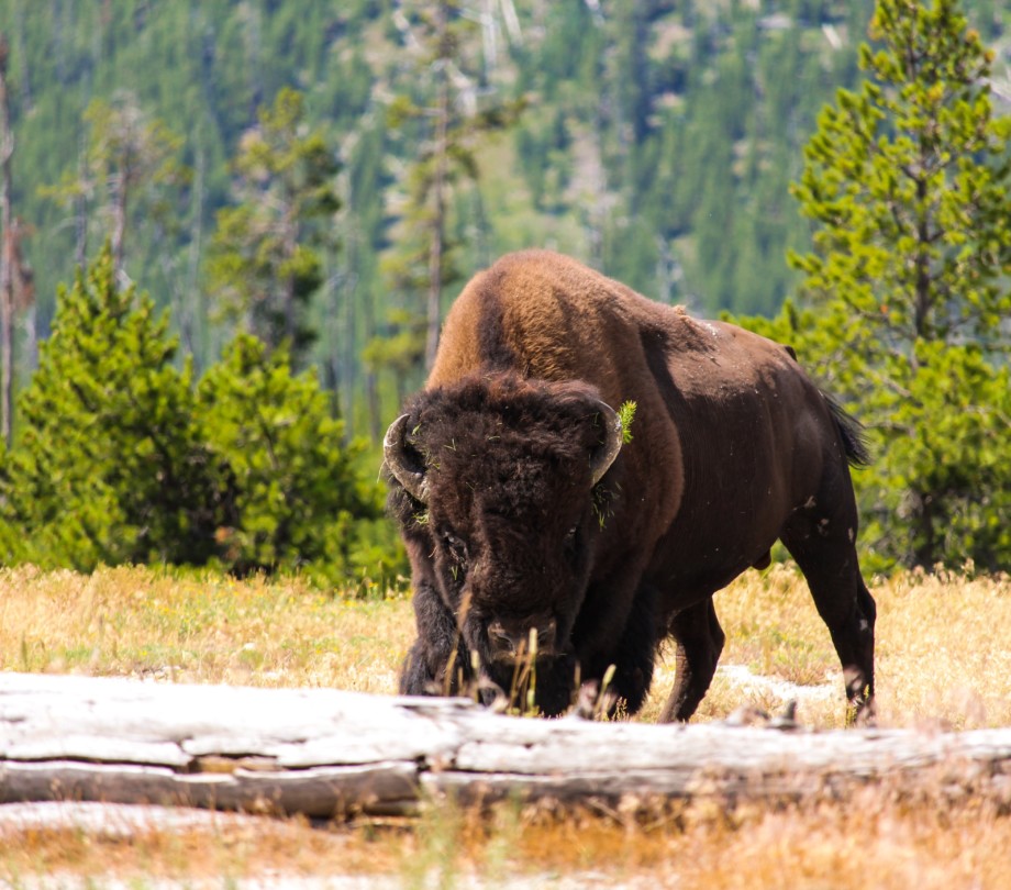 Buffalo in Yellowstone National Park