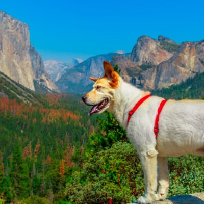 Guide to Yosemite With Dogs