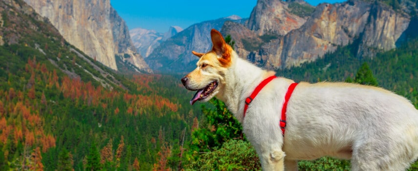 Guide to Yosemite With Dogs